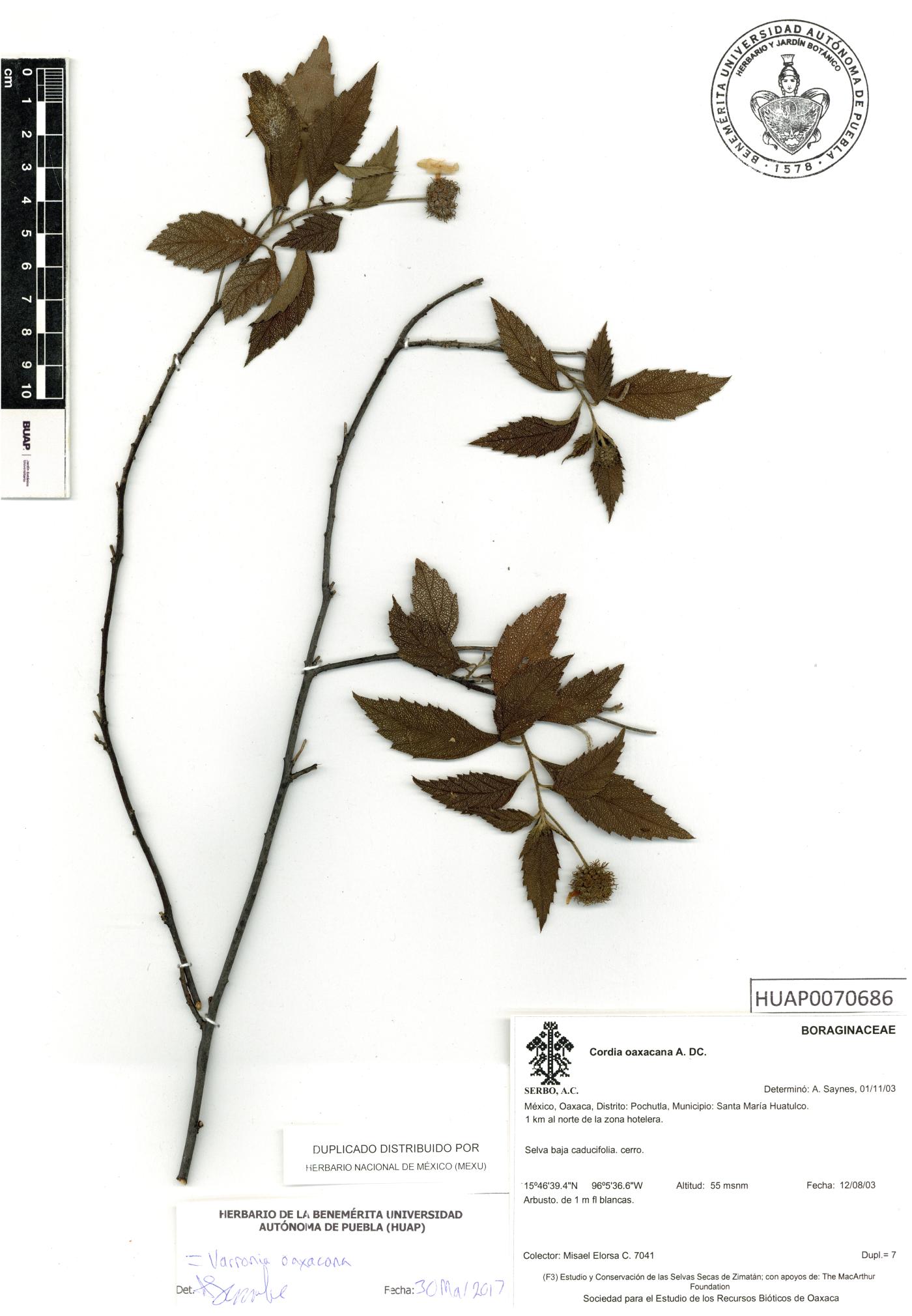 Cordia oaxacana image