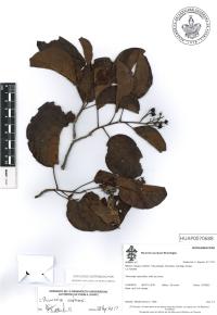 Bourreria andrieuxii image