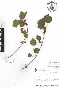 Acalypha alopecuroidea image