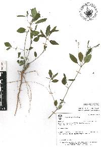 Euphorbia graminea image