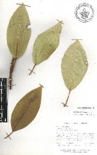 Ficus insipida image