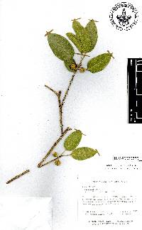 Ficus pertusa image