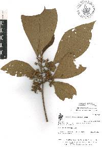 Sommera arborescens image