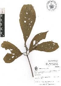 Sommera arborescens image