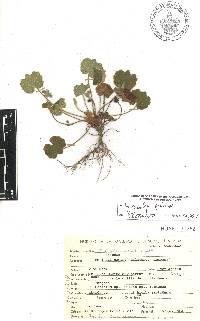 Lachemilla pectinata image