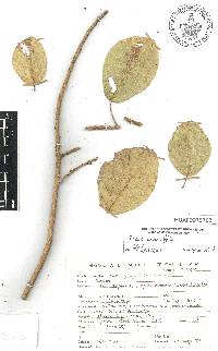 Ficus cotinifolia image