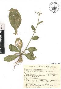 Nicotiana plumbaginifolia image