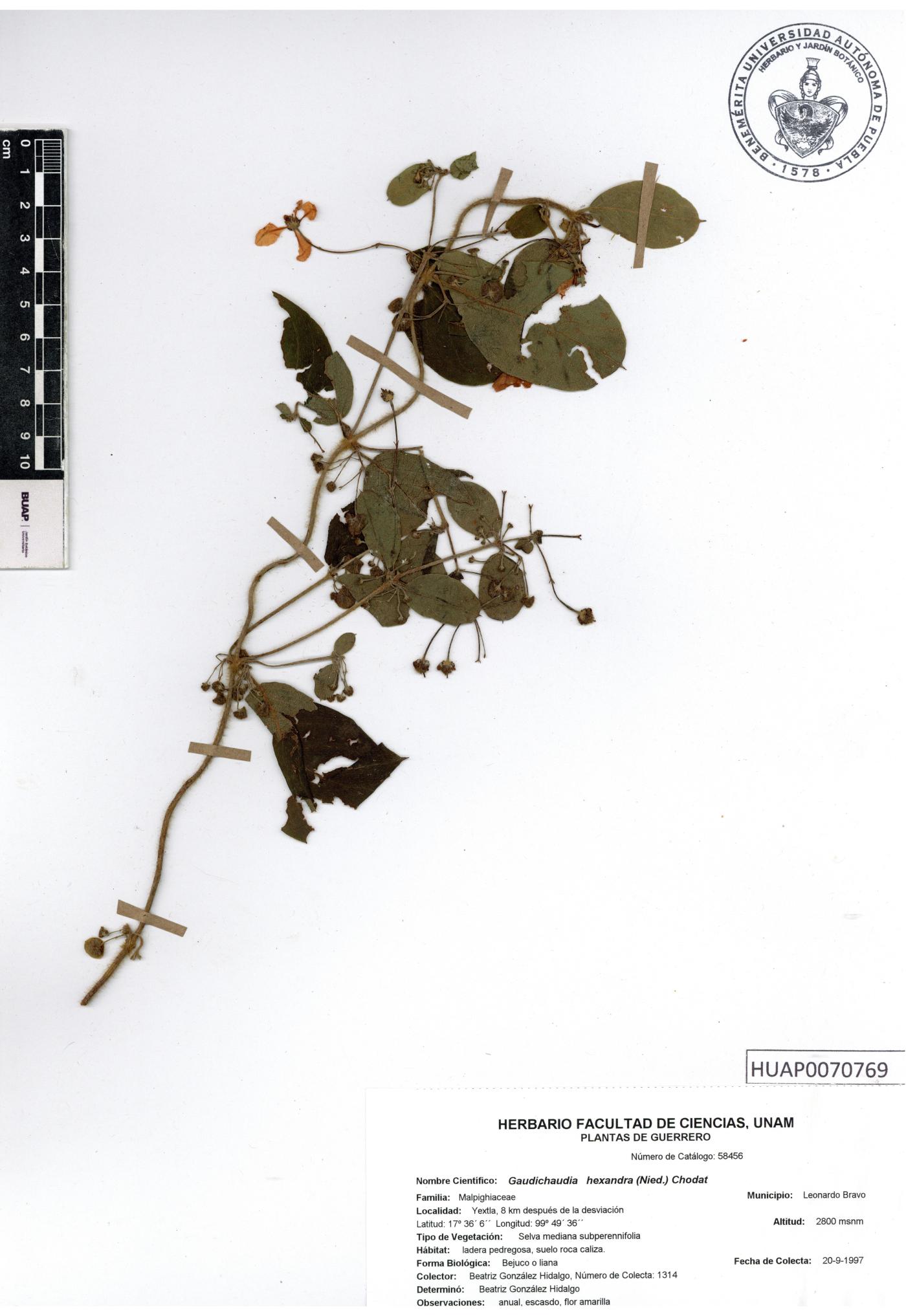 Gaudichaudia hexandra image
