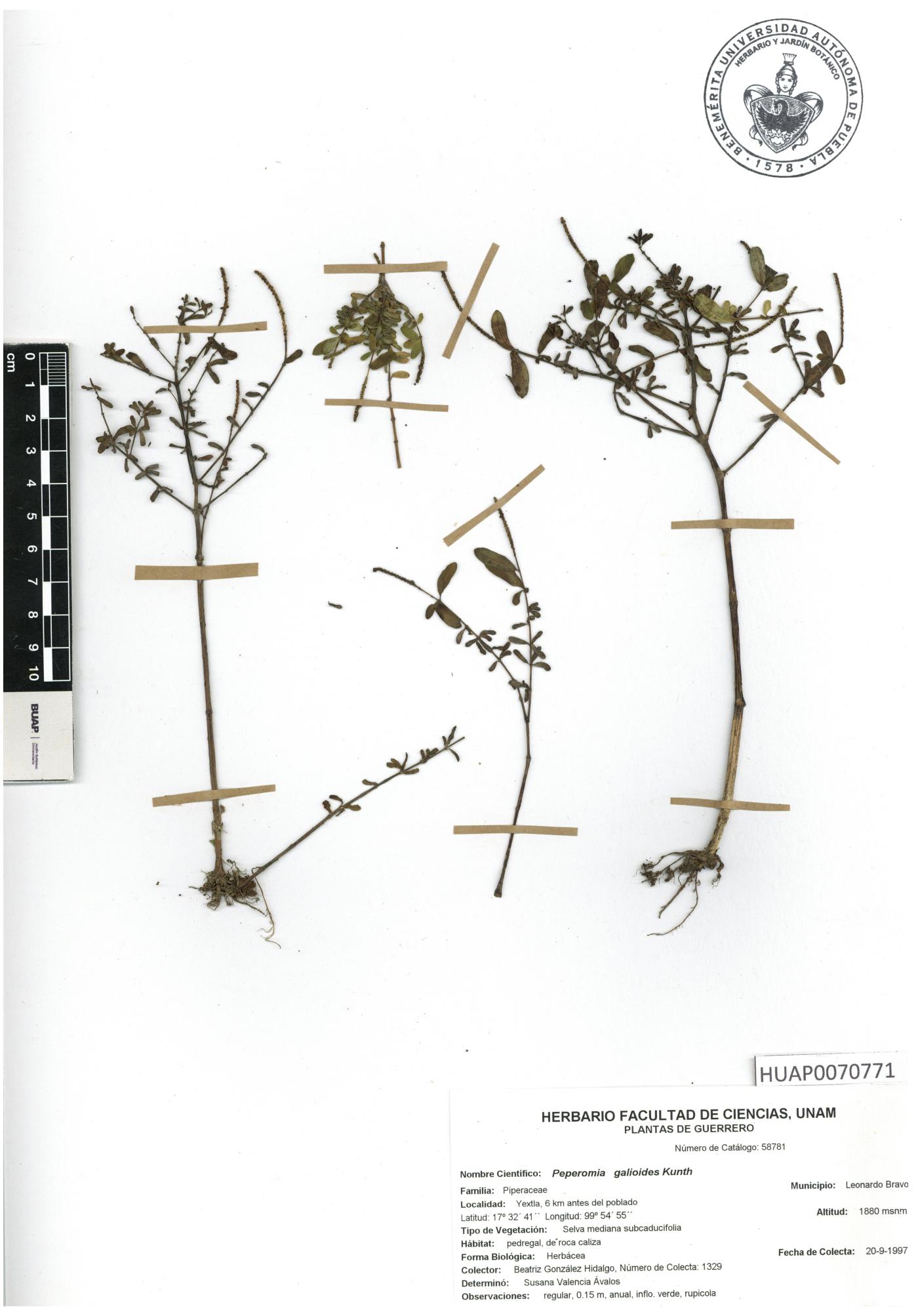 Peperomia galioides image