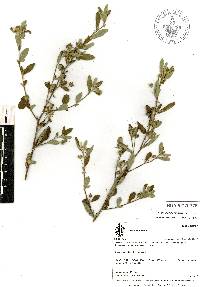 Sida rhombifolia image