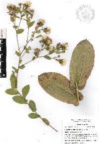 Acourtia cordata image