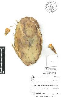 Opuntia depressa image