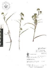 Commelina tuberosa image