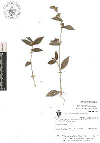 Tradescantia commelinoides image