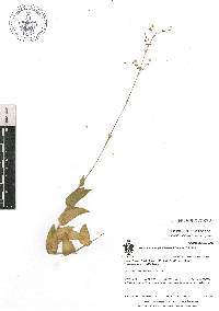 Gibasis triflora image