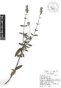 Salvia lavanduloides image