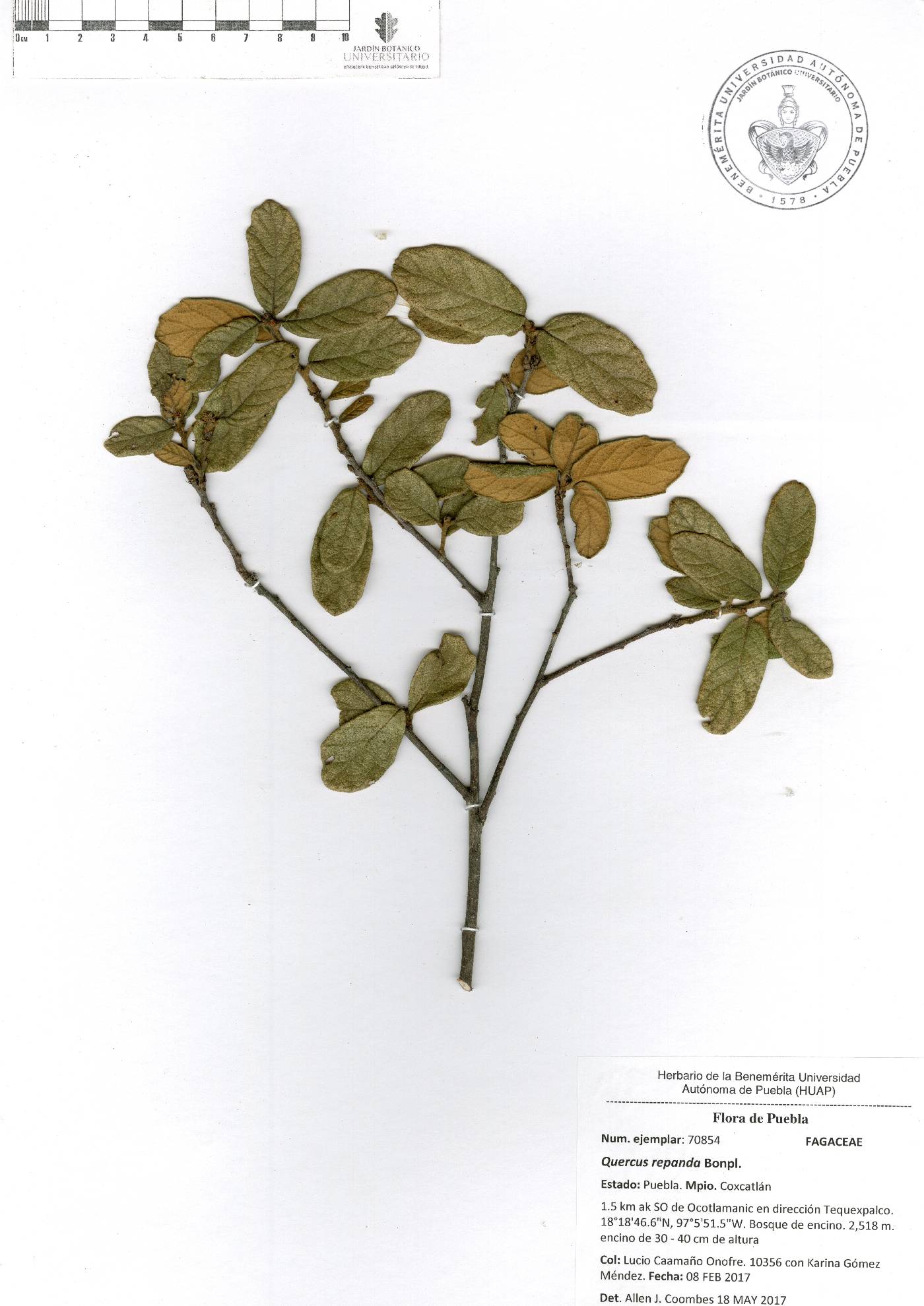 Quercus repanda image