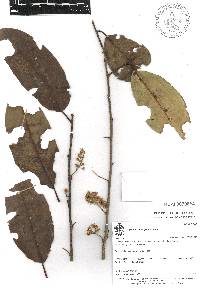 Prunus brachybotrya image