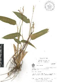 Maranta arundinacea image