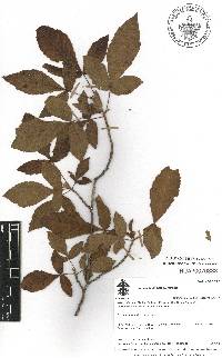 Thouinia acuminata image