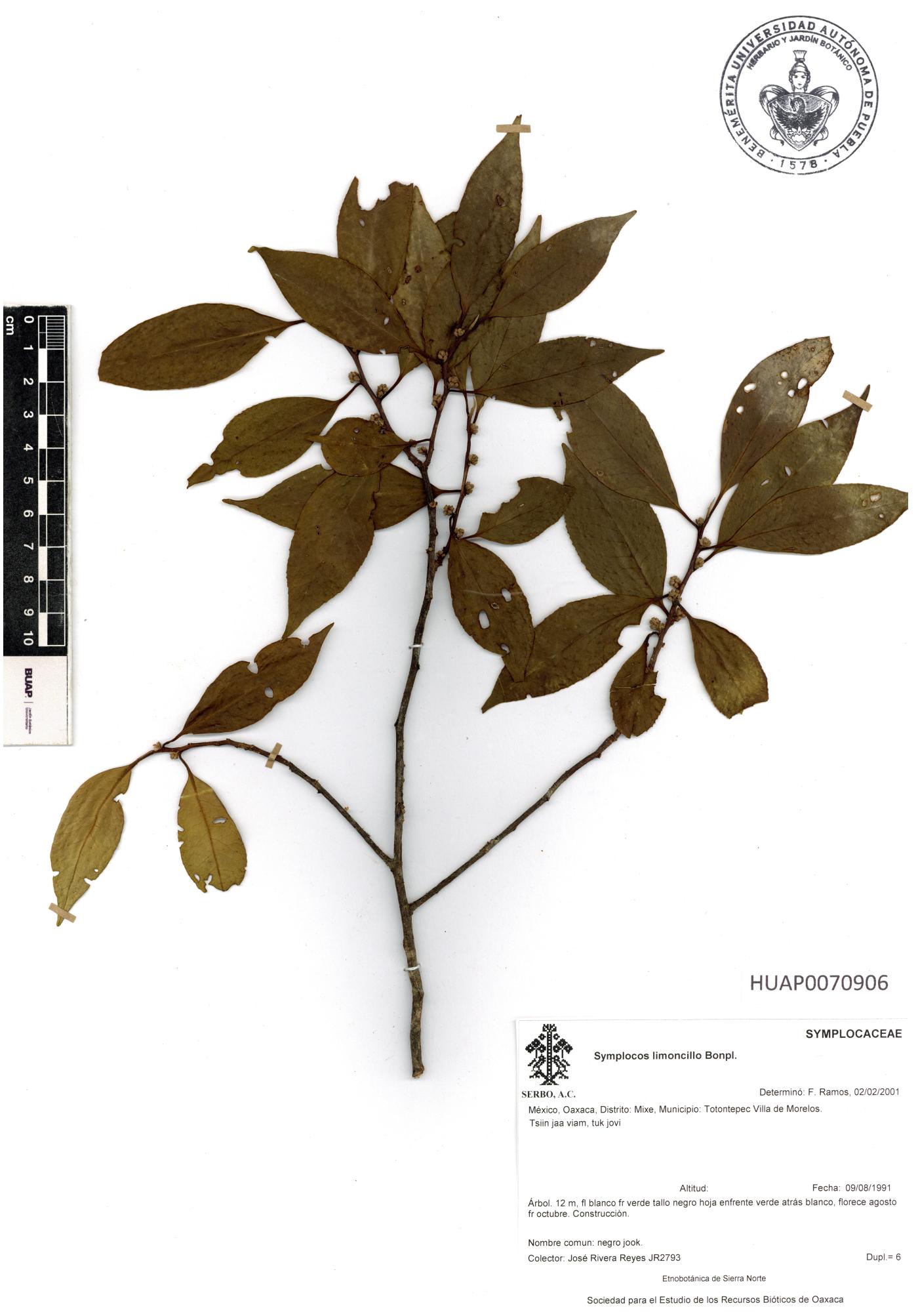 Symplocos limoncillo image