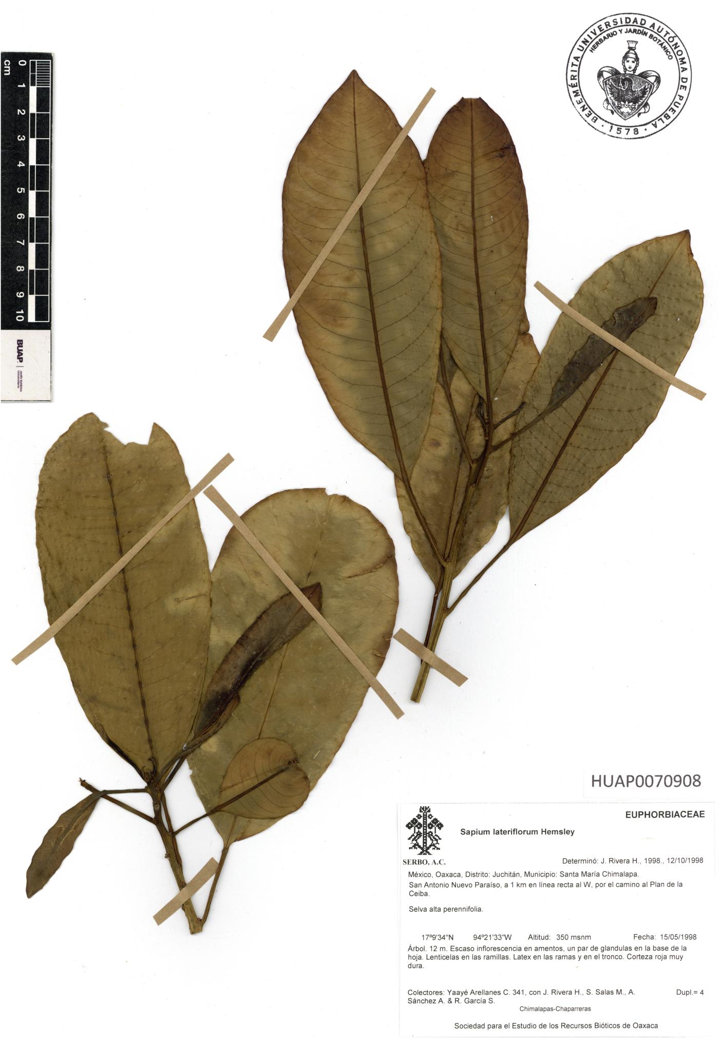 Sapium lateriflorum image