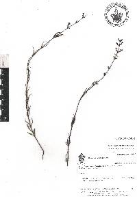 Buchnera longifolia image