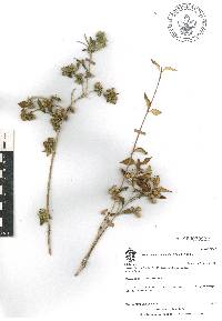 Bouvardia multiflora image