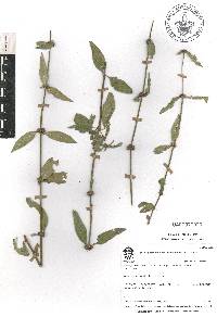 Spermacoce remota image