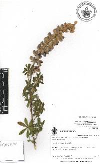 Lupinus splendens image