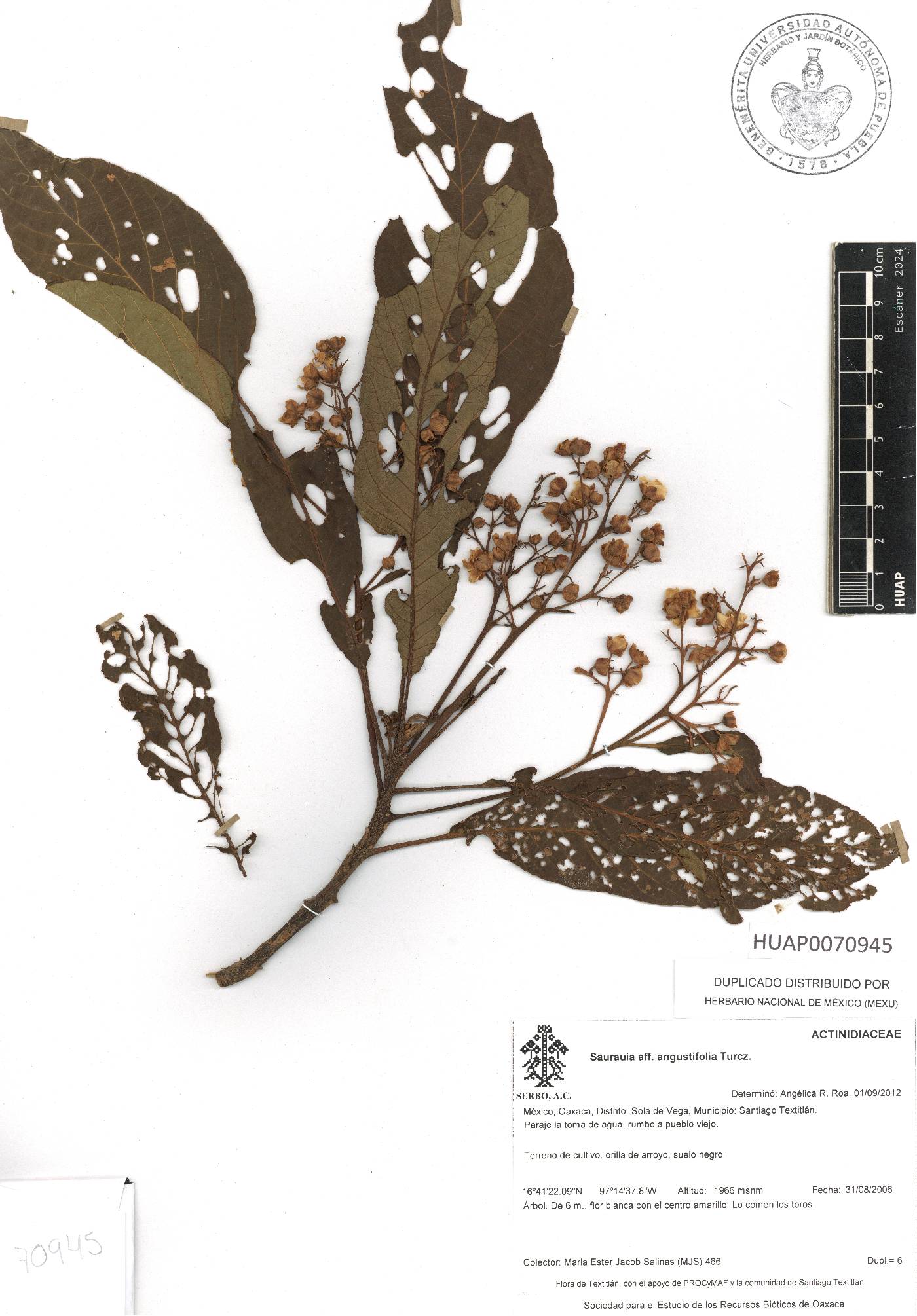 Saurauia angustifolia image