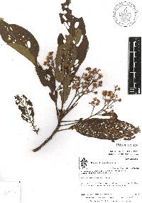 Saurauia angustifolia image