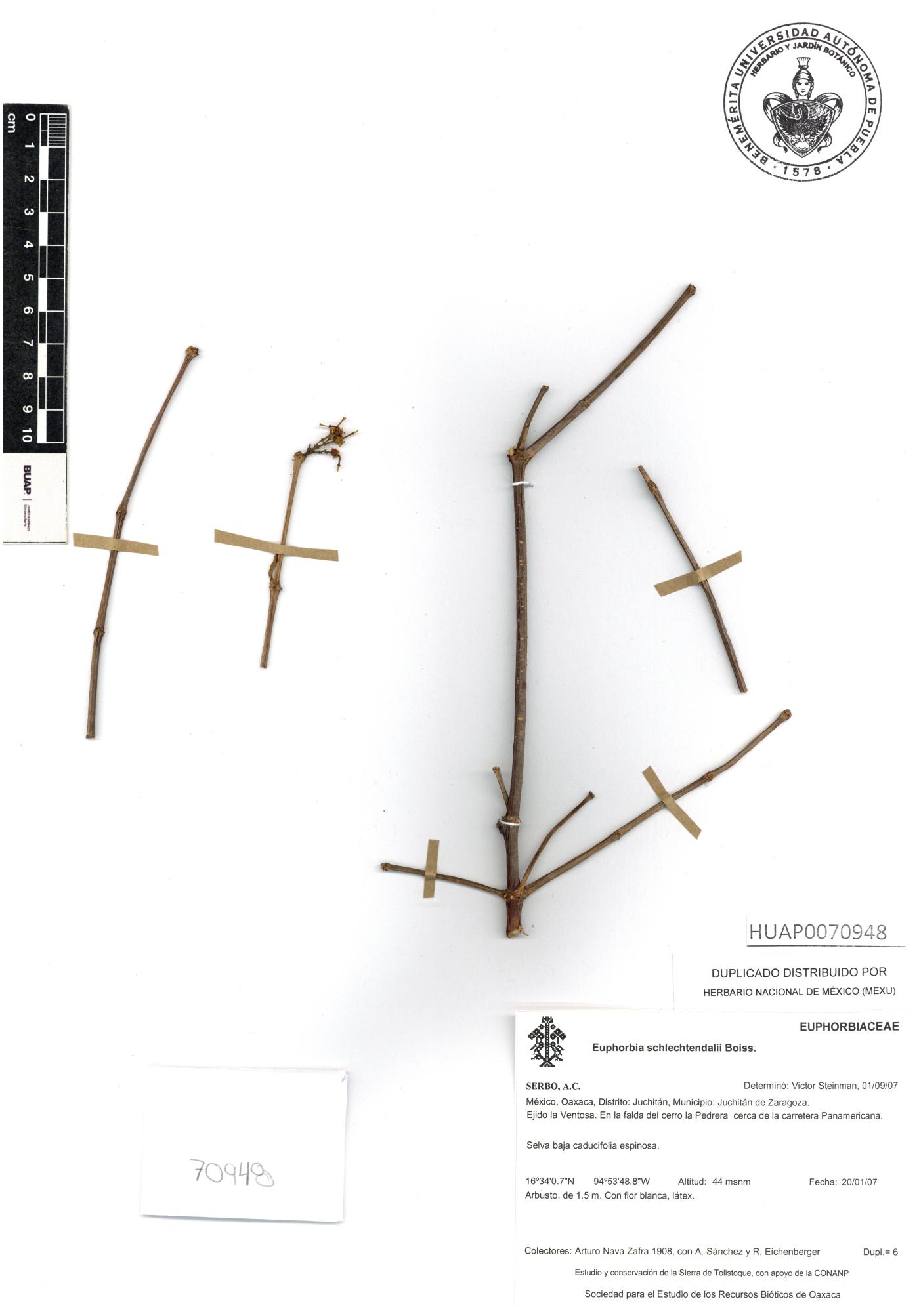 Euphorbia schlechtendalii image