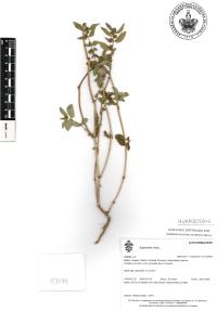 Chamaesyce hirta image