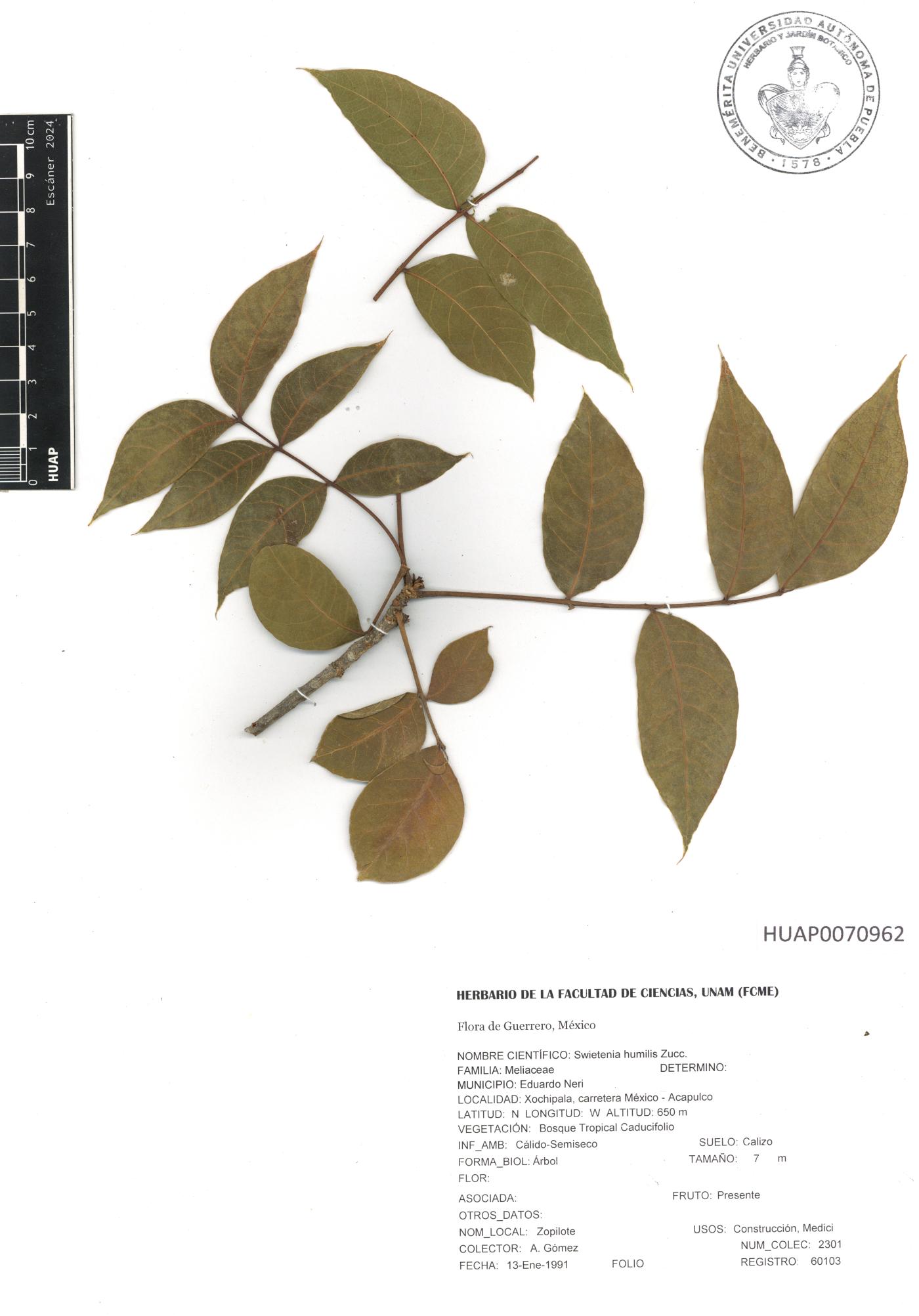 Swietenia humilis image