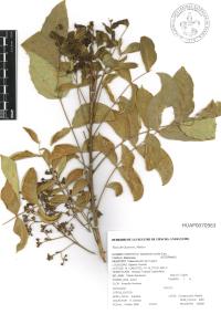 Swietenia humilis image