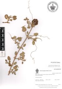 Okenia hypogaea image