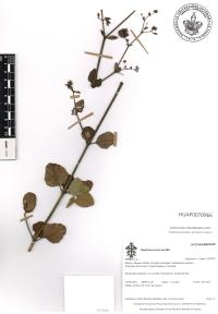 Boerhavia coccinea image