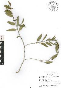 Vallesia glabra image