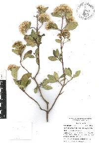 Ageratina glabrata image