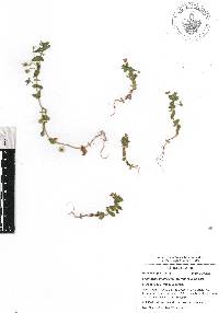 Lysimachia arvensis image