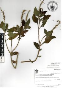 Heliotropium indicum image