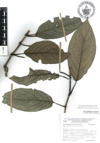 Piper lapathifolium image