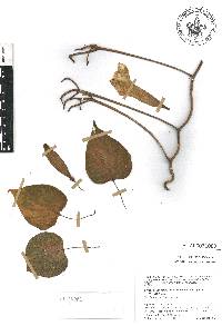 Ipomoea suaveolens image