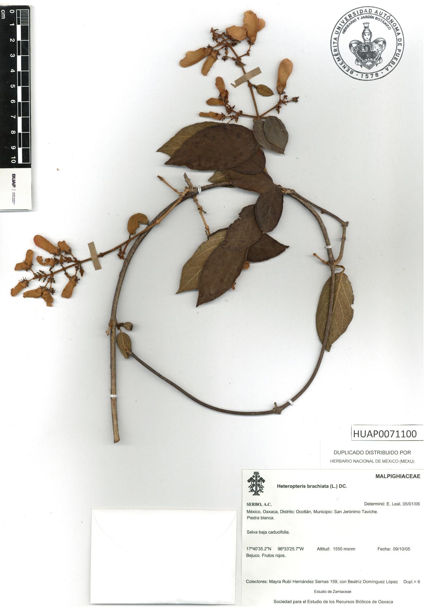 Heteropterys brachiata image