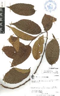 Ulmus mexicana image