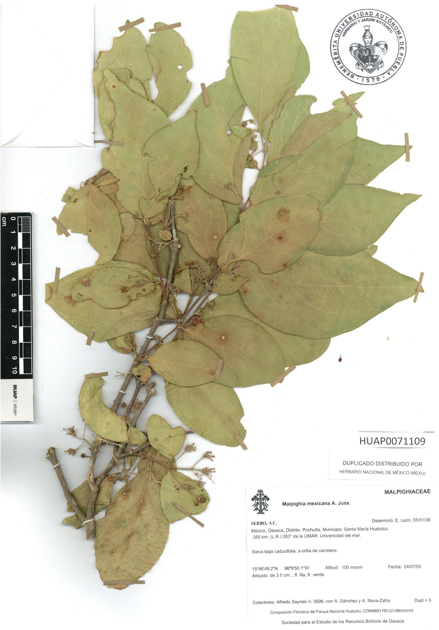 Malpighia mexicana image