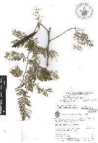 Vachellia campechiana image