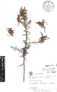 Castilleja tenuiflora image