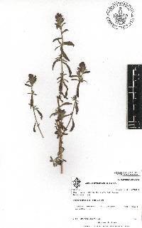 Castilleja arvensis image